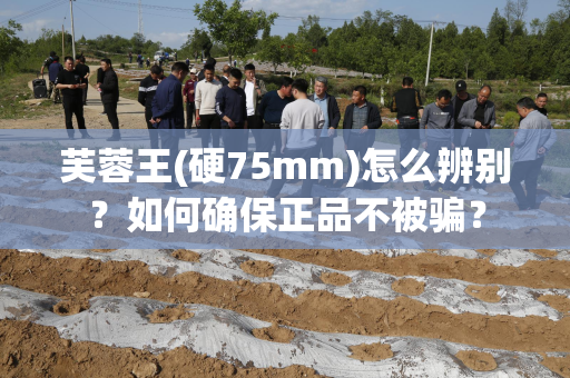 芙蓉王(硬75mm)怎么辨别？如何确保正品不被骗？